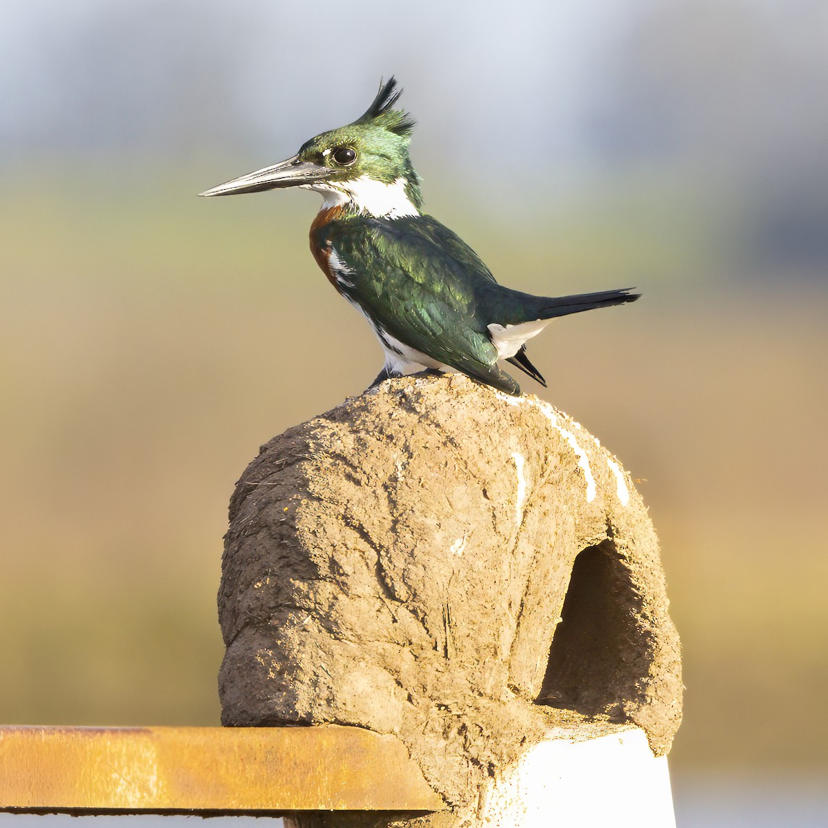 Amazon Kingfisher - ML640310916