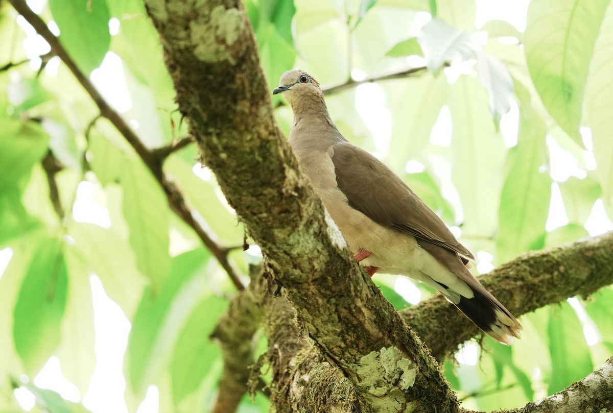 White-tipped Dove - ML640310922