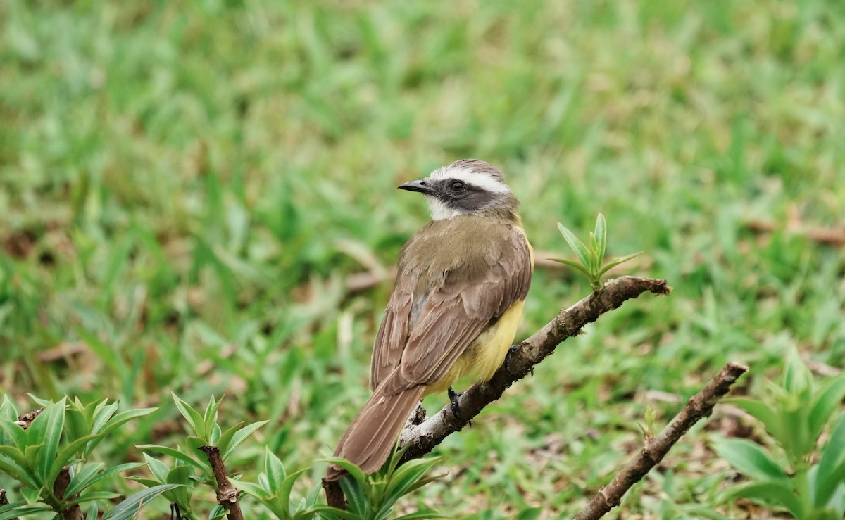 Social Flycatcher - ML640310948