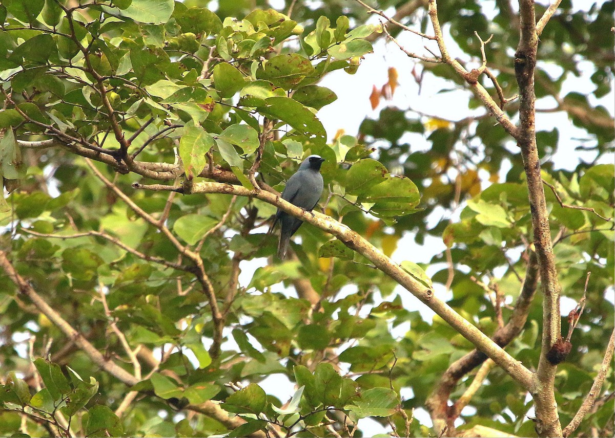 Boyer's Cuckooshrike - ML640310991