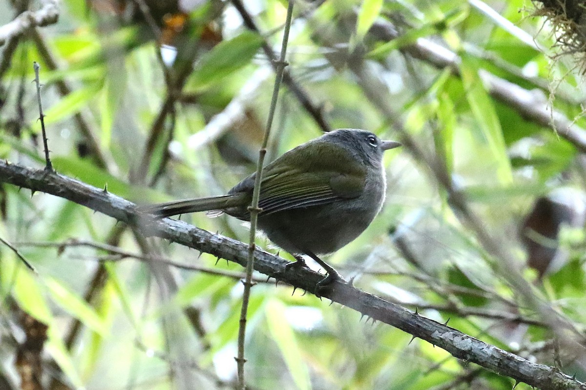 Green-tailed Warbler - ML640310992