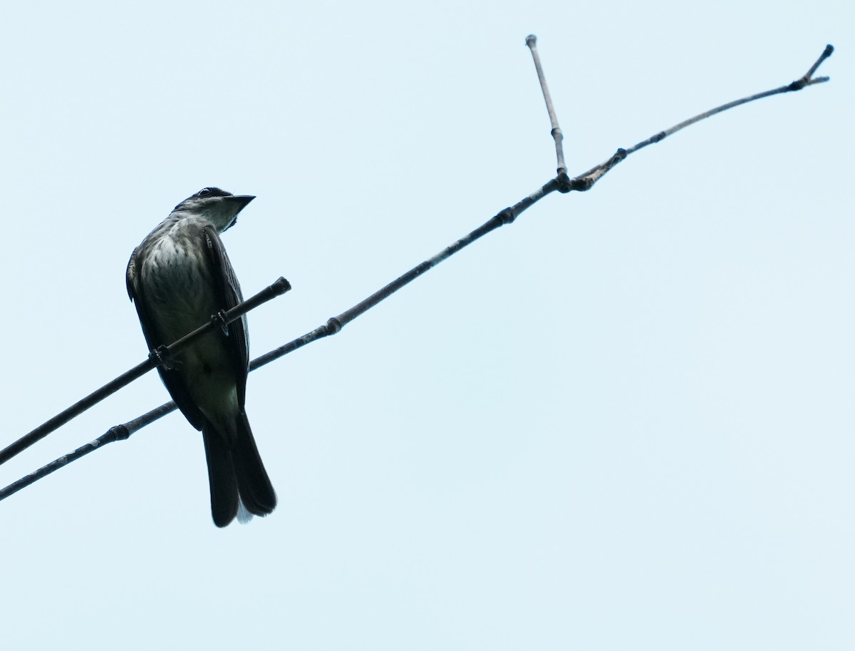 Piratic Flycatcher - ML640310996