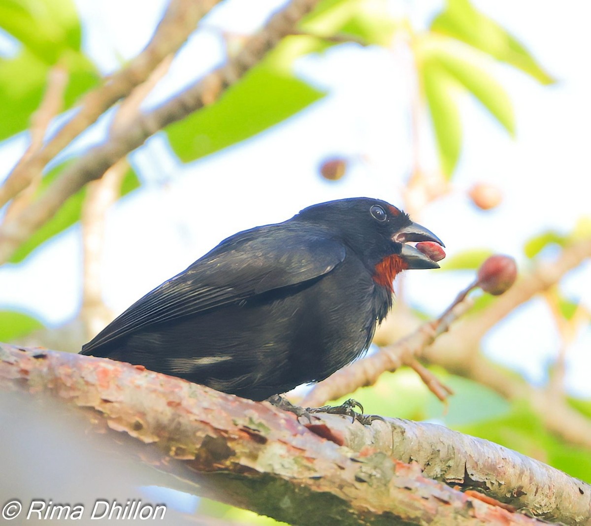 Lesser Antillean Bullfinch - ML640311046