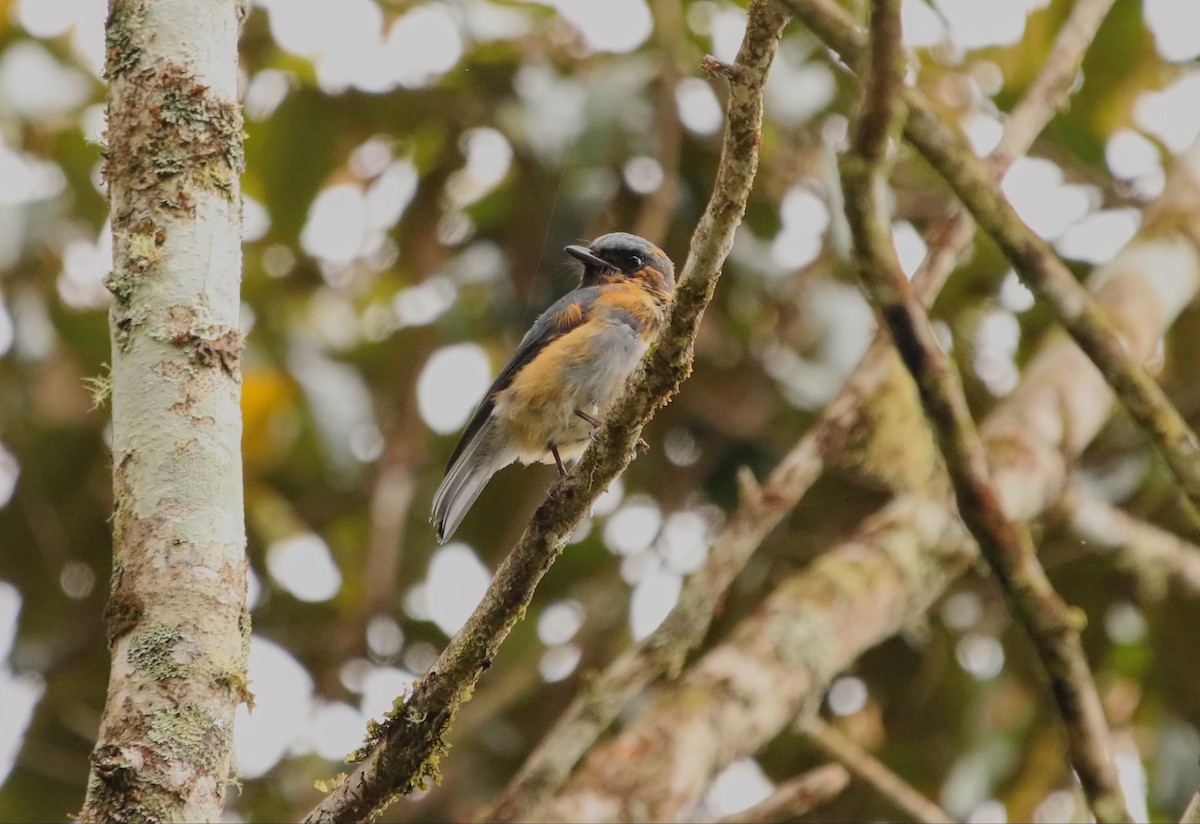 Black-throated Robin - ML640311087