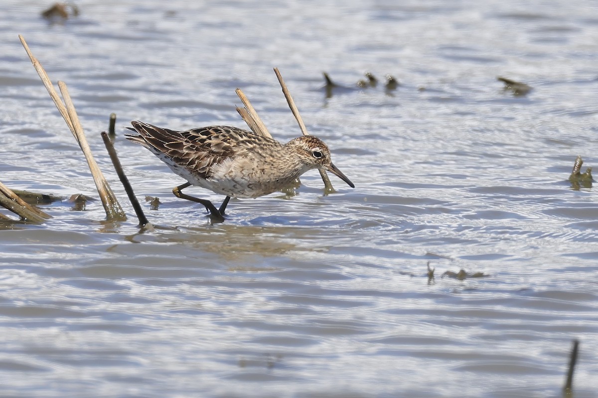 Sharp-tailed Sandpiper - ML640311120