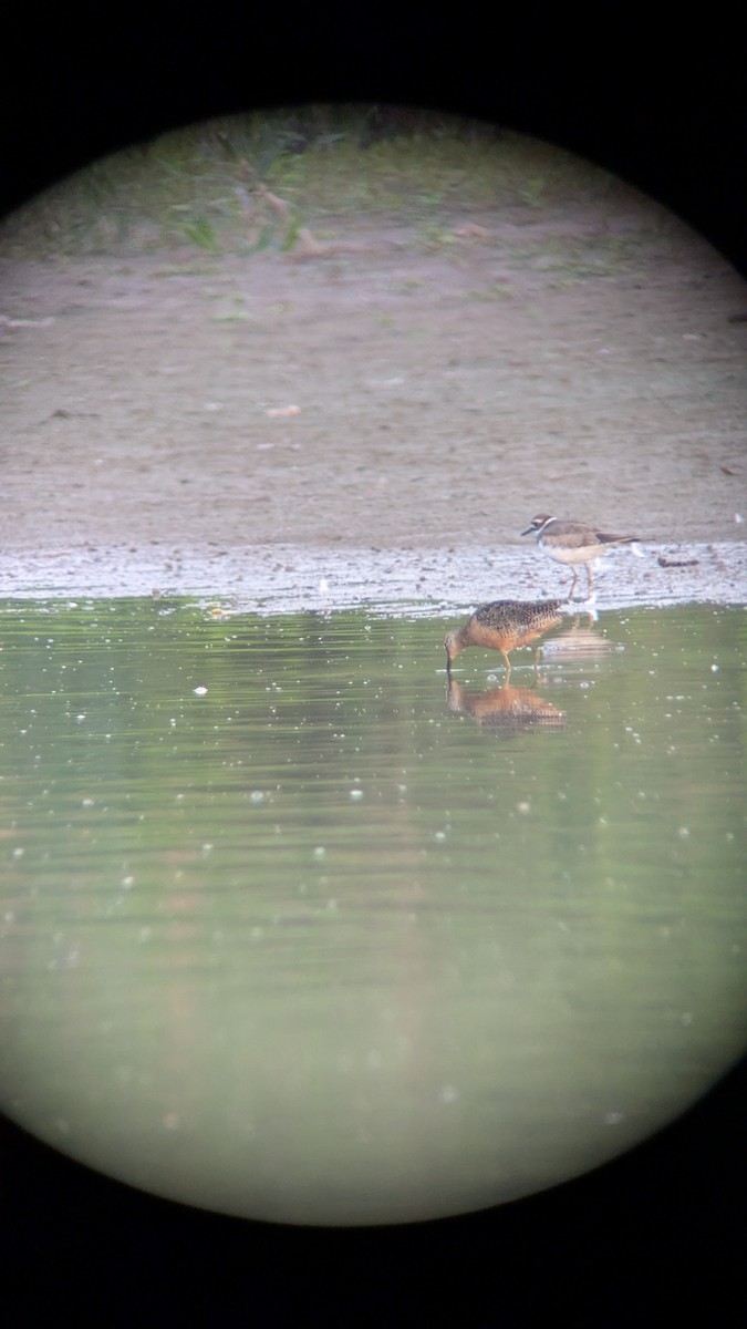 Long-billed Dowitcher - ML640311154