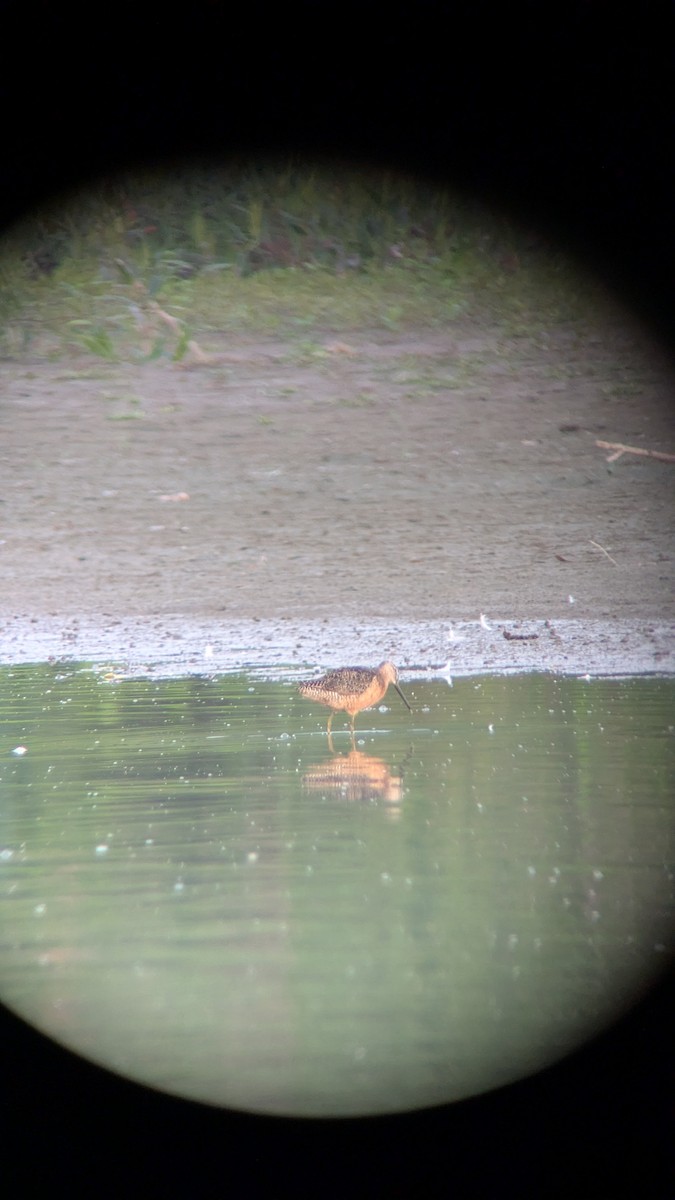 Long-billed Dowitcher - ML640311158