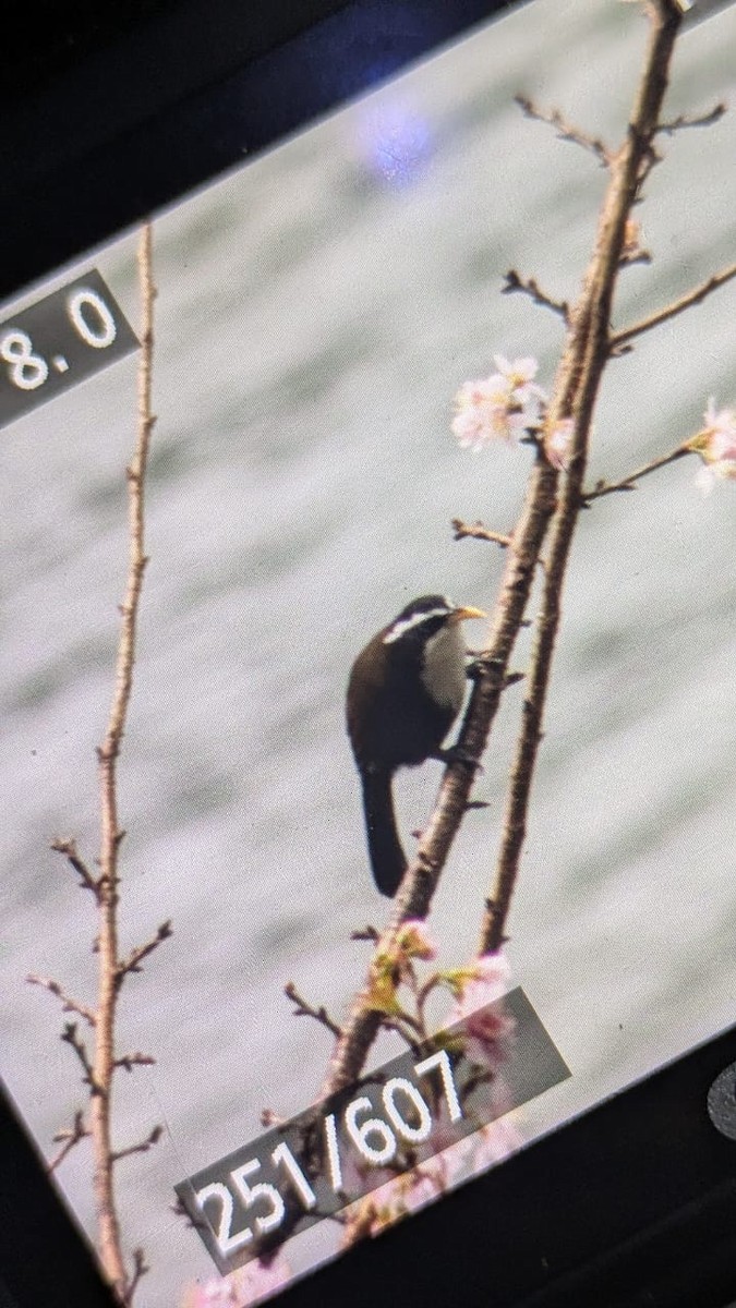 Indian Scimitar-Babbler - ML640311178