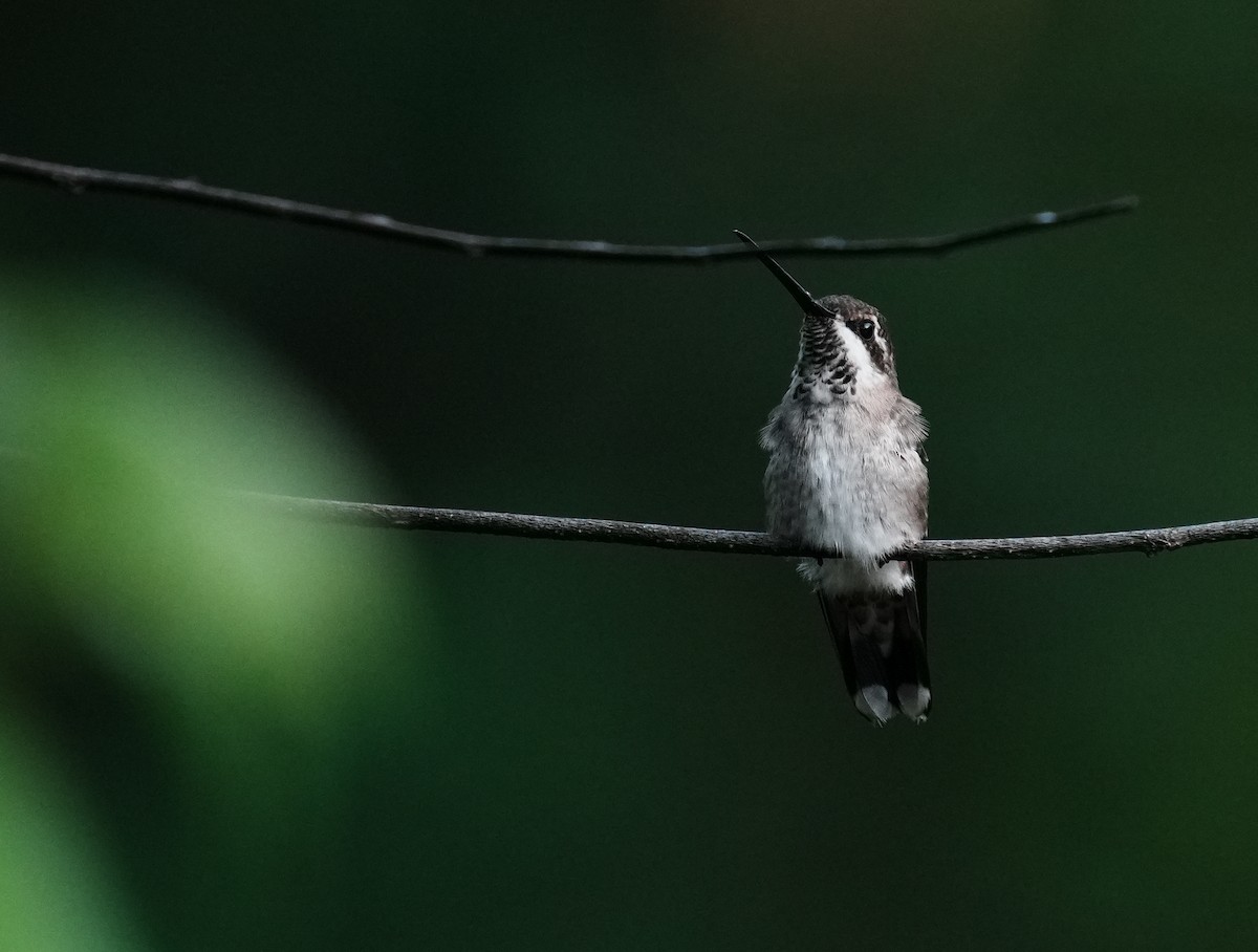Plain-capped Starthroat - ML640311179