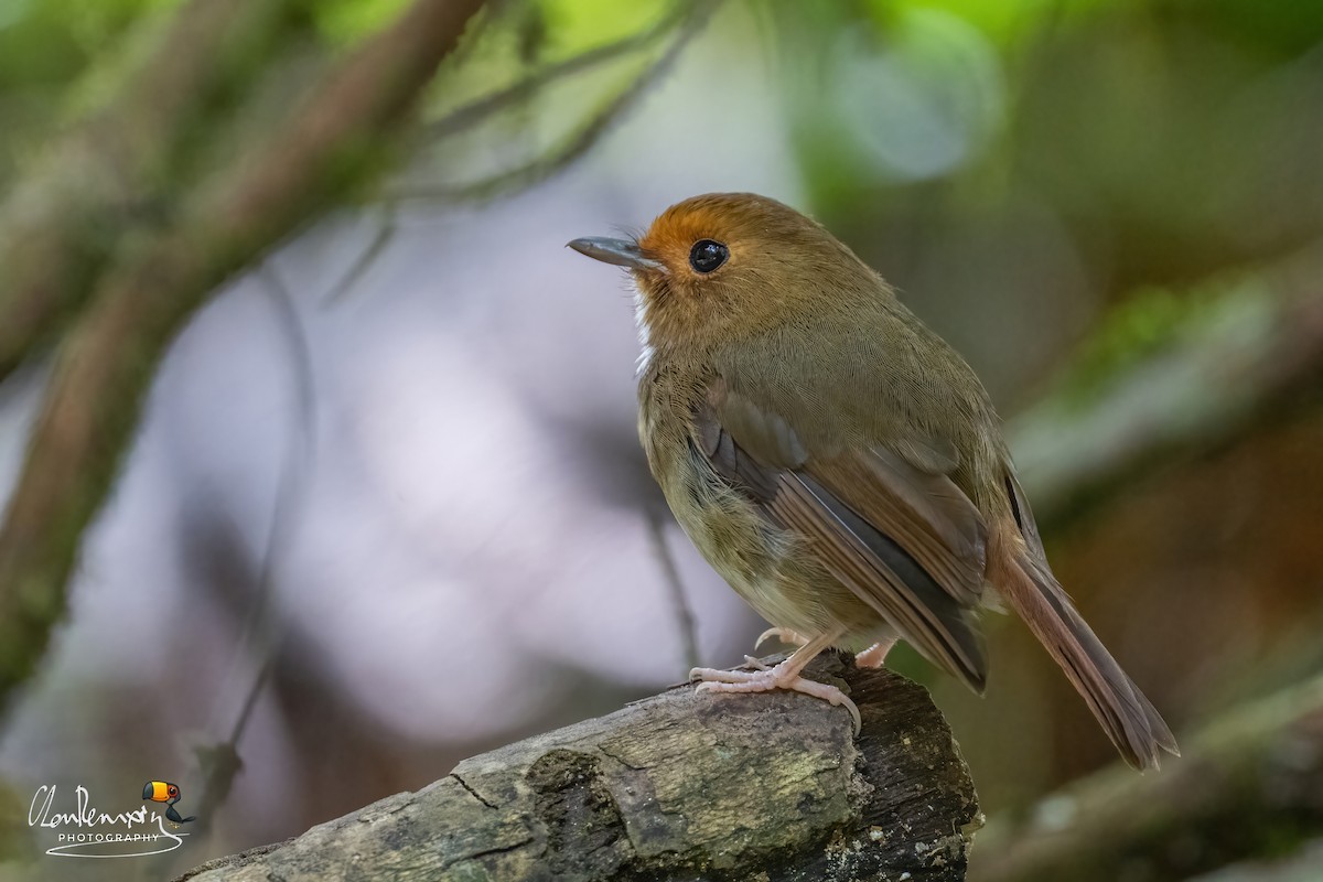 Rufous-browed Flycatcher - ML640311183