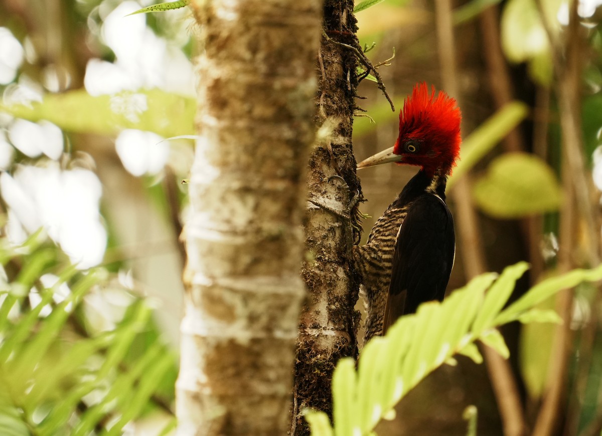 Pale-billed Woodpecker - ML640311194