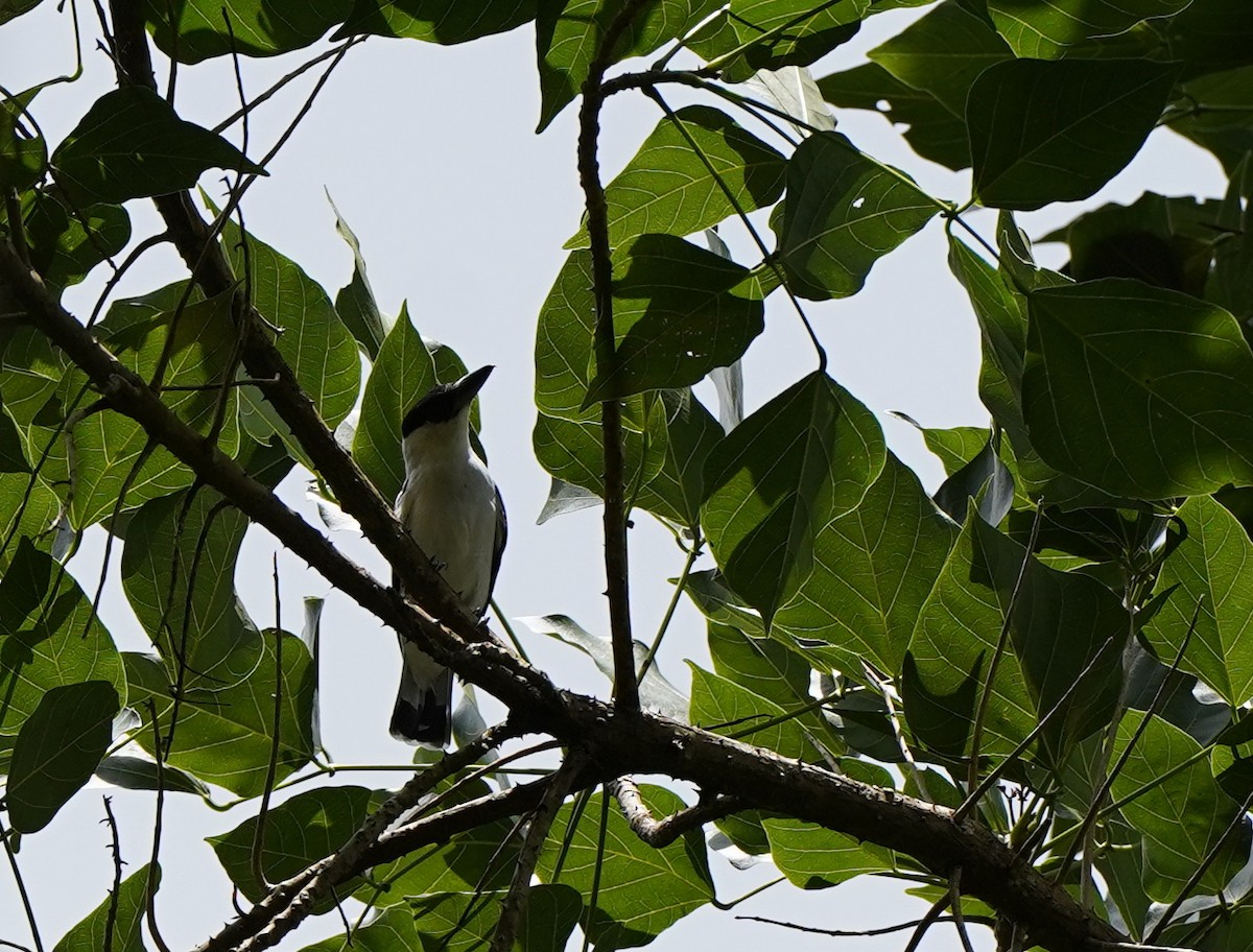 Black-crowned Tityra - ML640311226