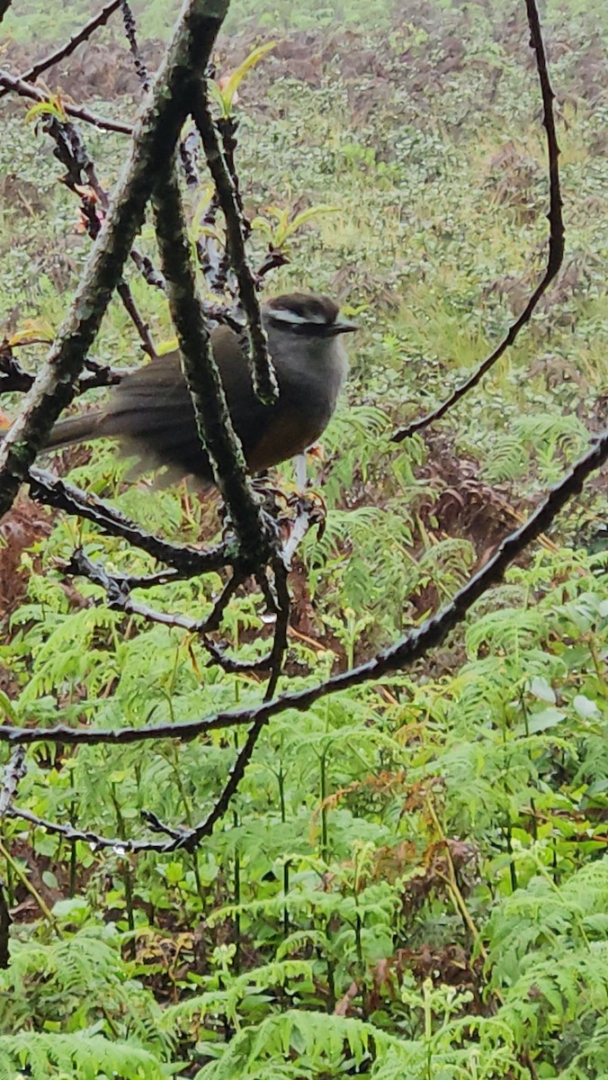 Palani Laughingthrush - ML640311238