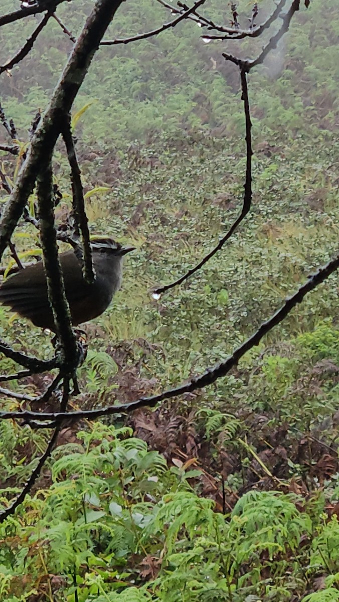 Palani Laughingthrush - ML640311239