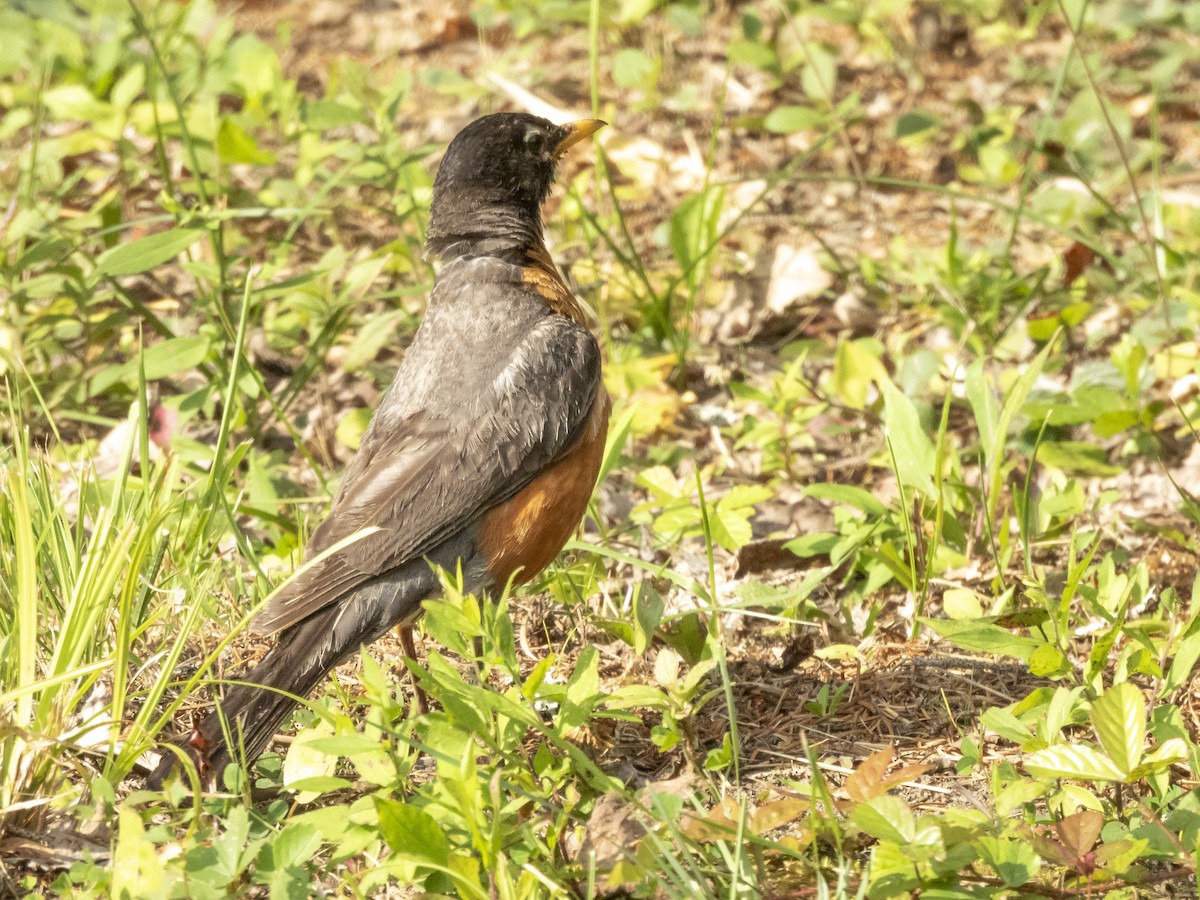 Zozo papargorria - ML640311248