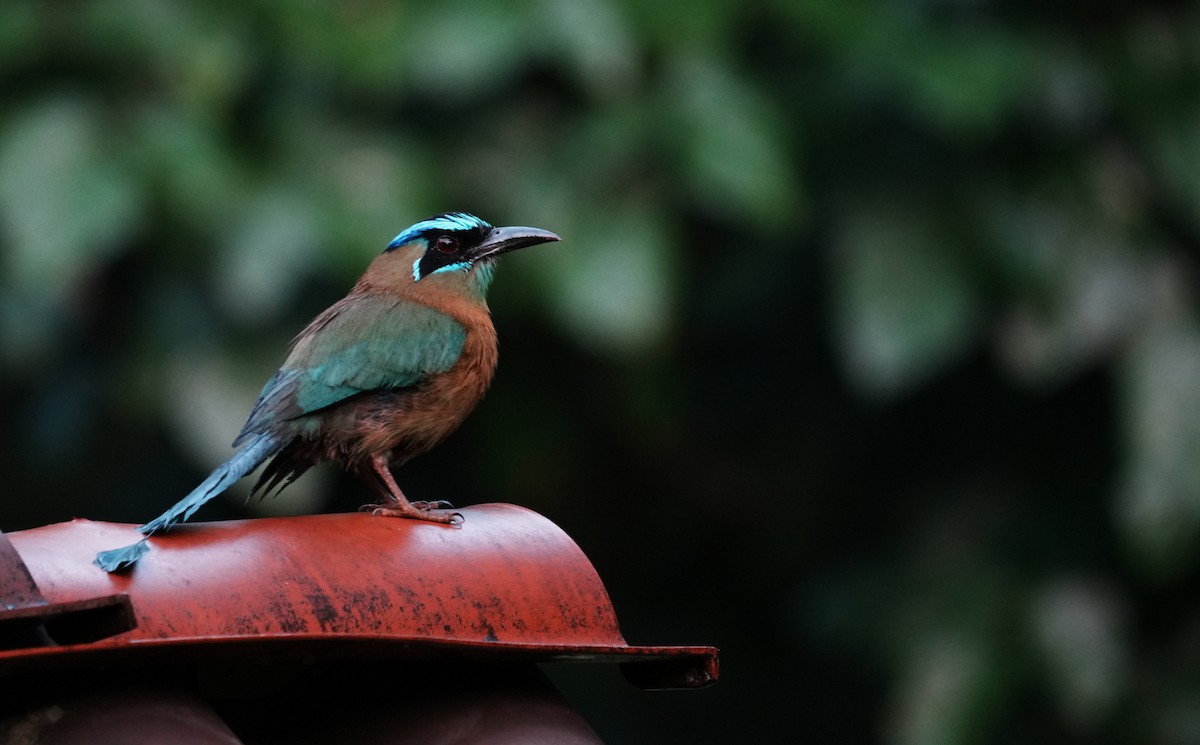 Lesson's Motmot - ML640311257