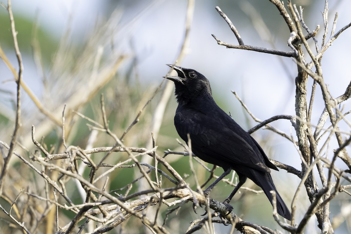 Chopi Blackbird - ML640311278