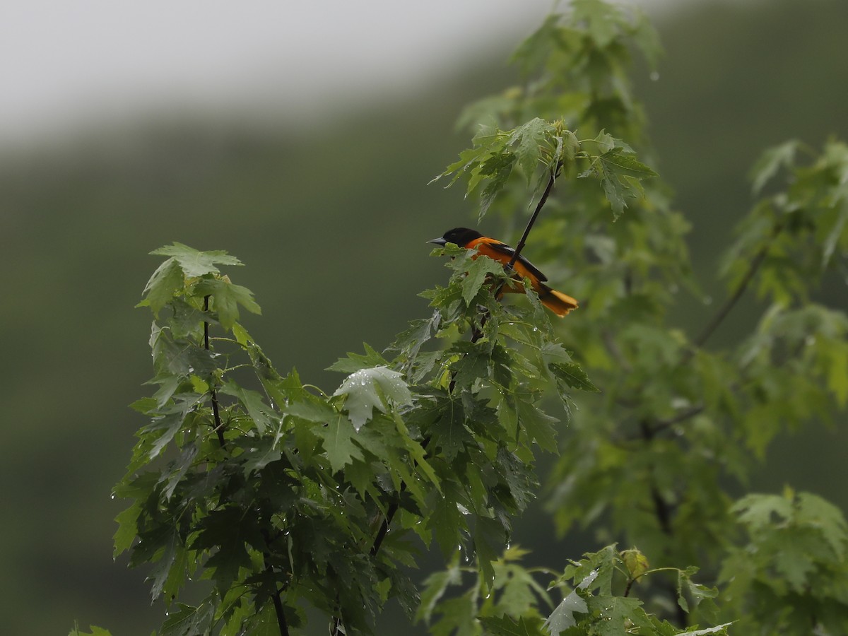 Oriole de Baltimore - ML640311300