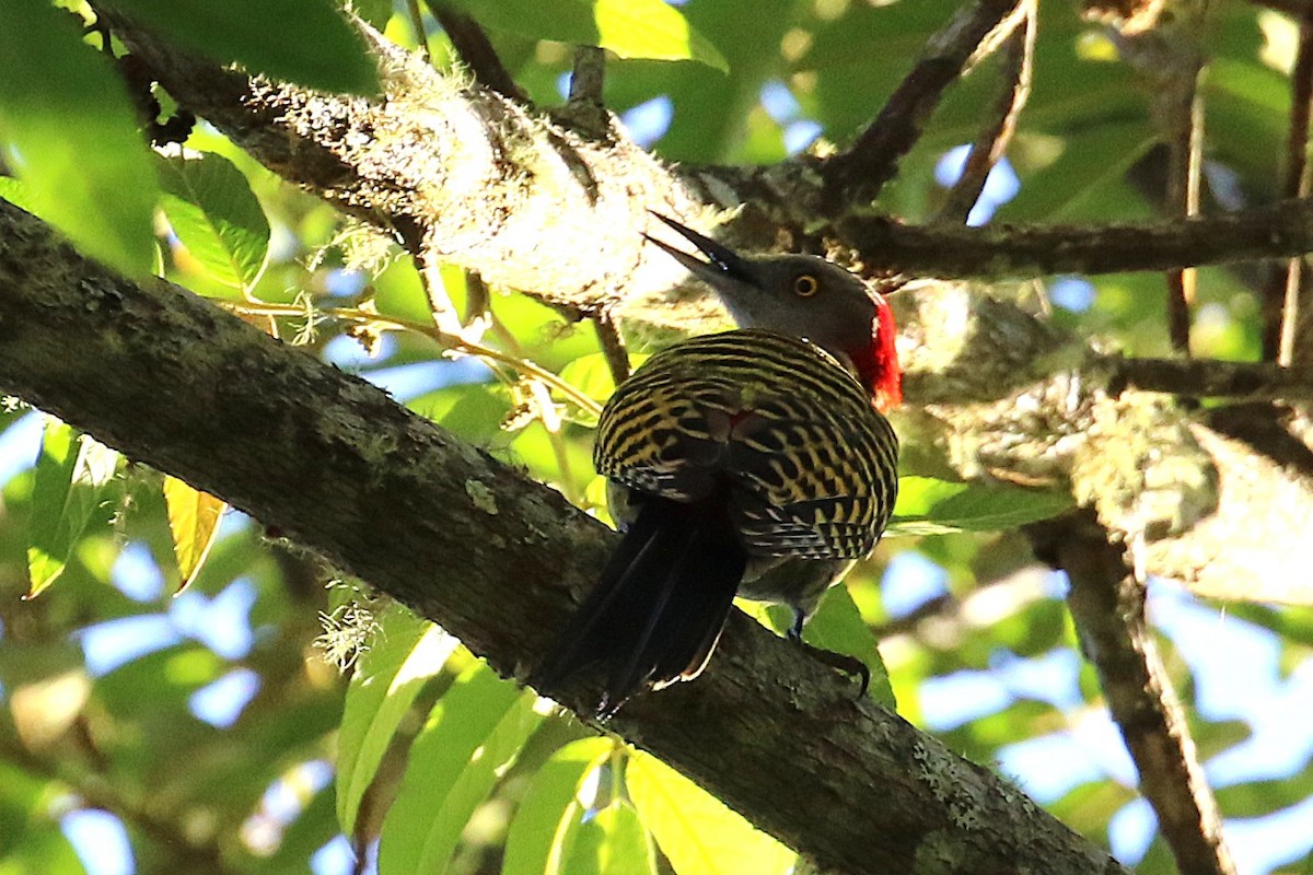 Hispaniolan Woodpecker - ML640311305