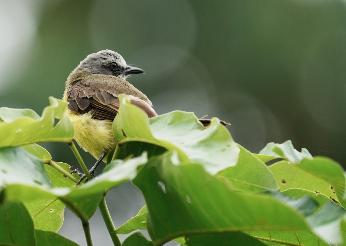 Gray-capped Flycatcher - ML640311333