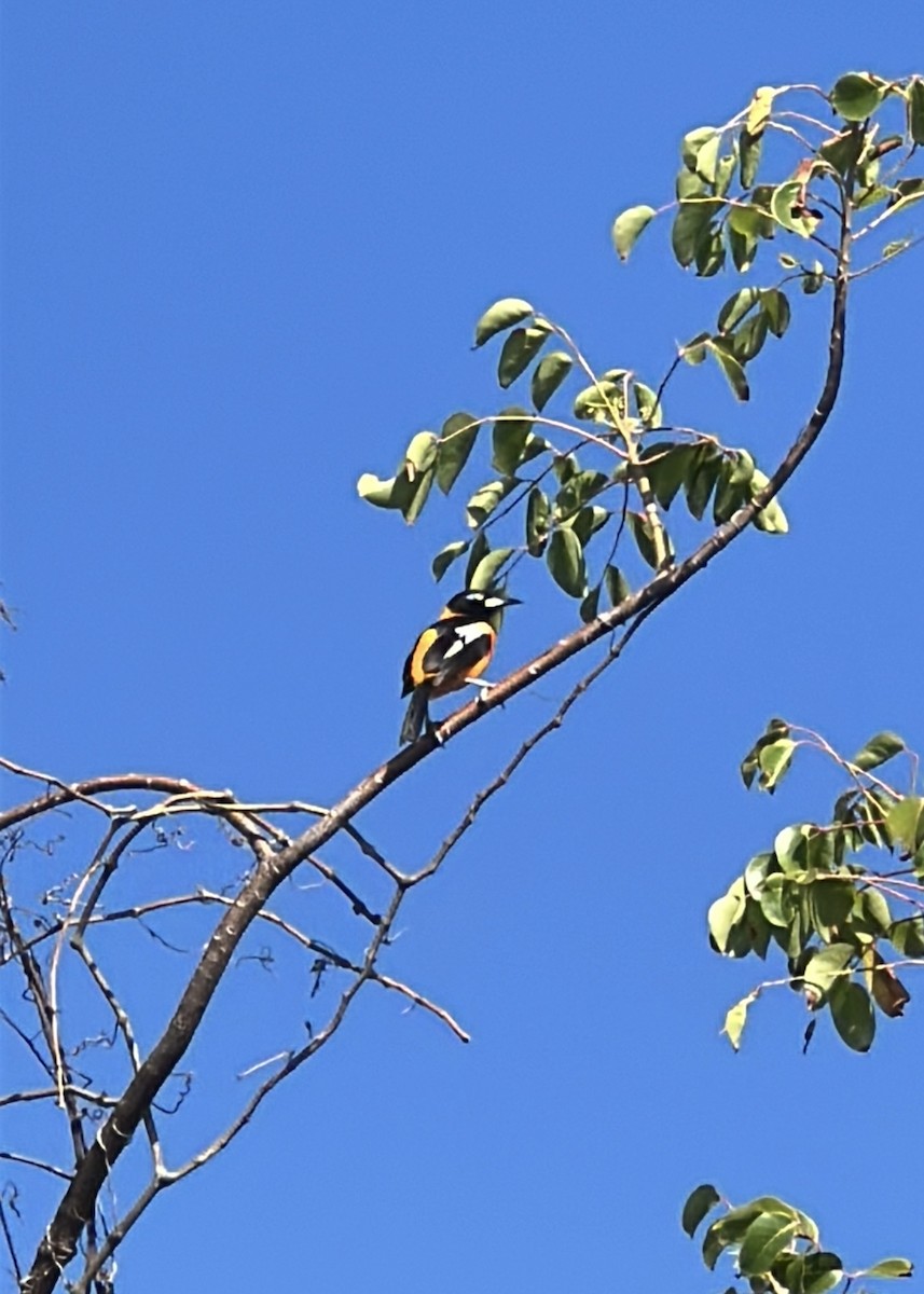 Venezuelan Troupial - ML640311384