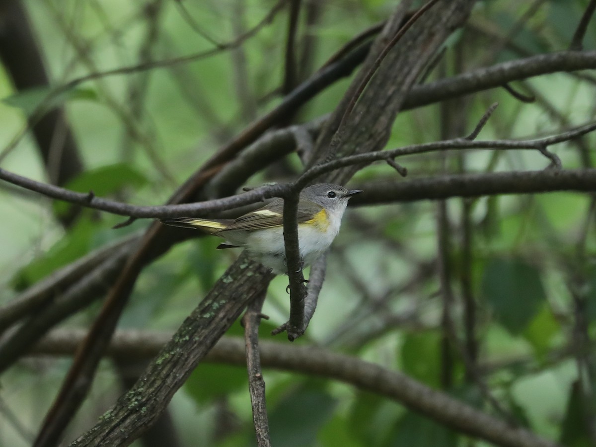 American Redstart - ML640311402