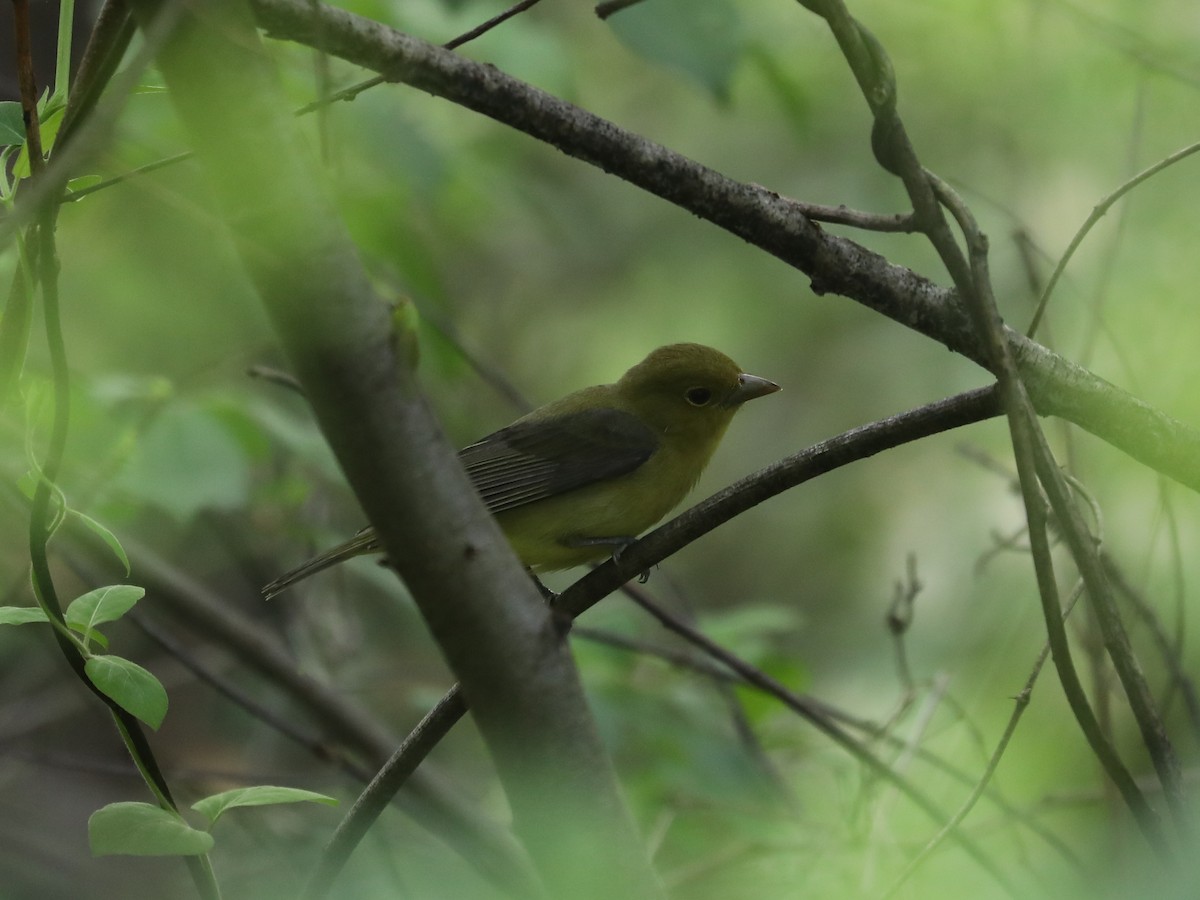 Scarlet Tanager - ML640311405