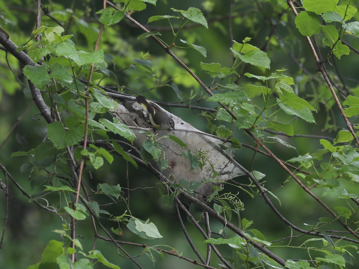 American Redstart - ML640311406