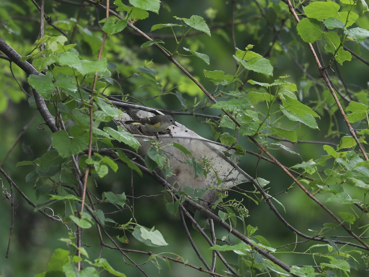 American Redstart - ML640311407