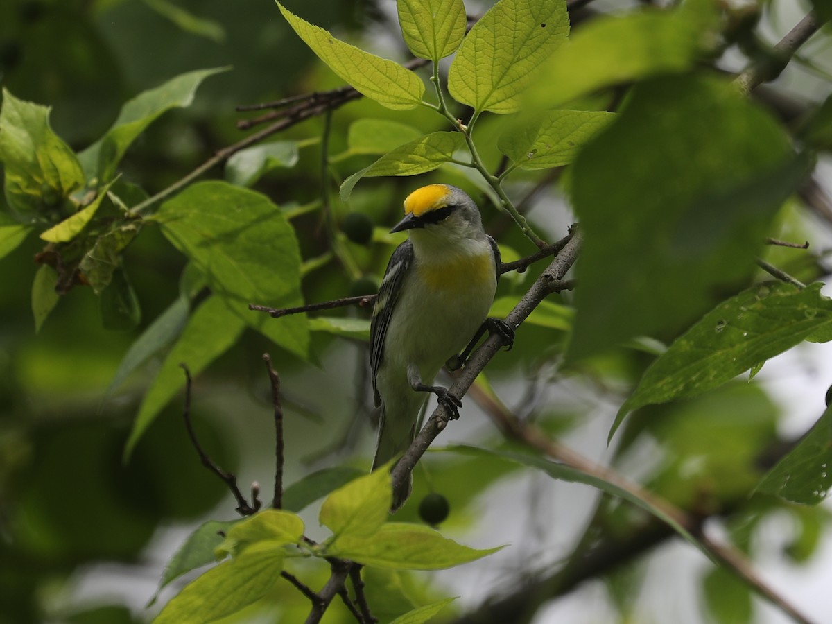 Brewster's Warbler (hybrid) - ML640311437