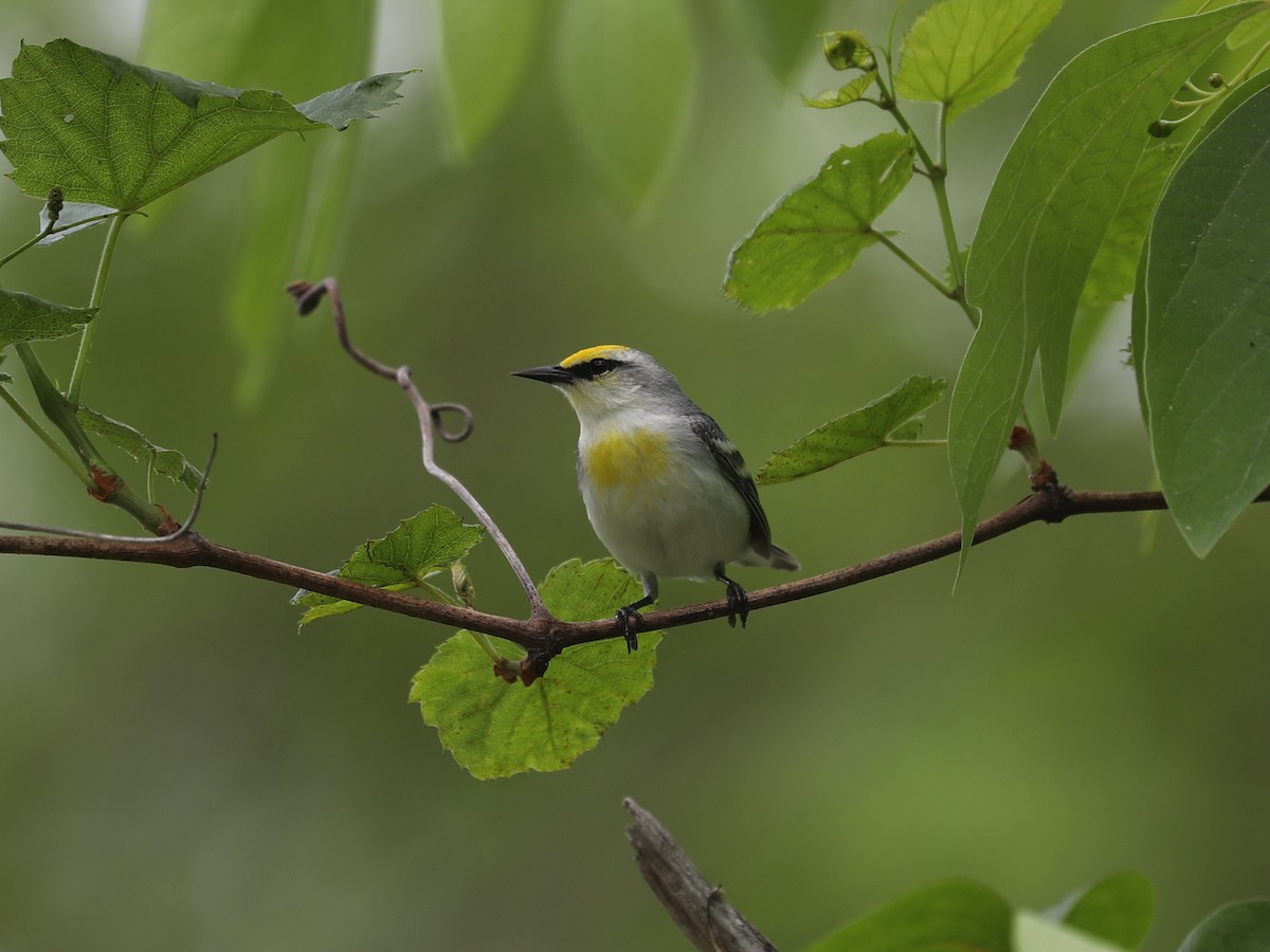 Brewster's Warbler (hybrid) - ML640311438