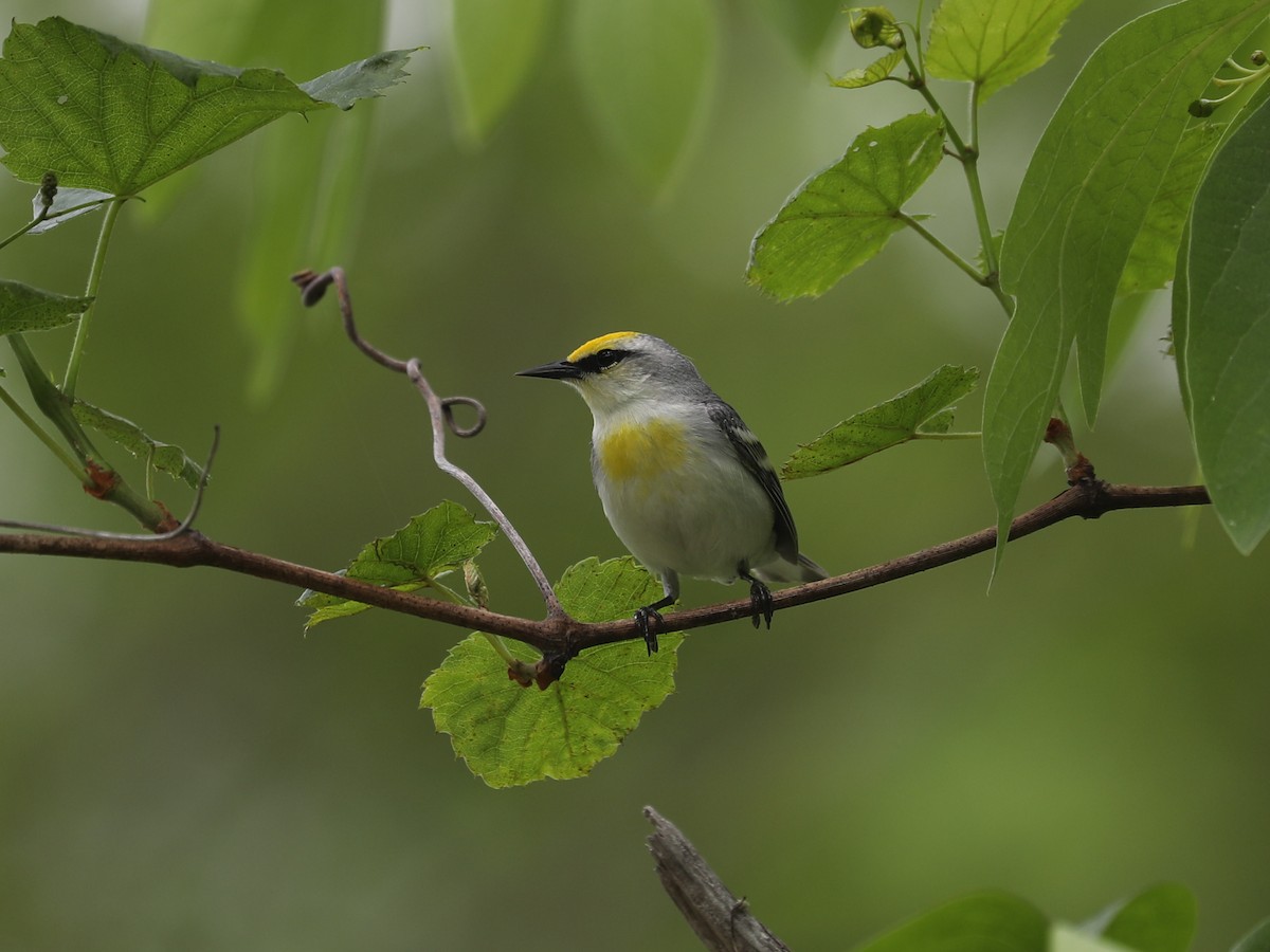 Brewster's Warbler (hybrid) - ML640311439