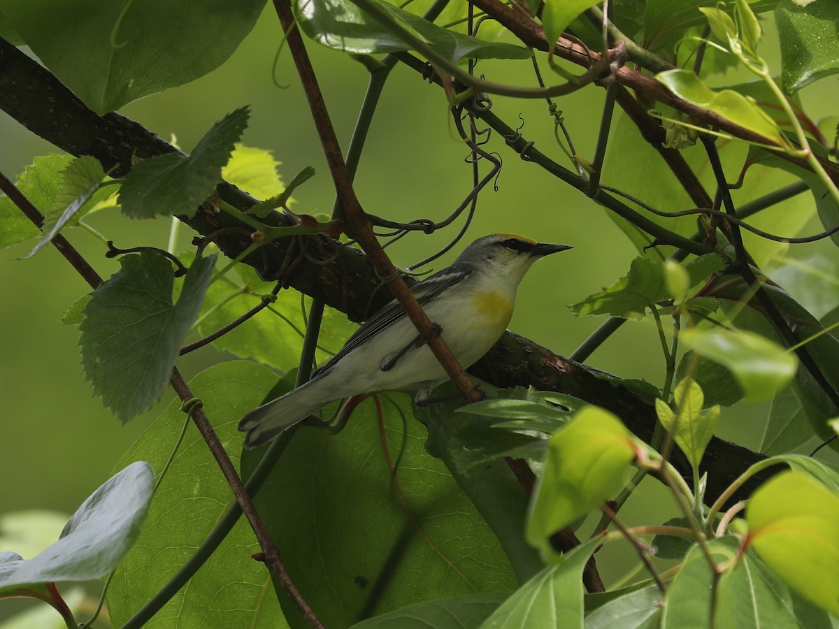 Brewster's Warbler (hybrid) - ML640311440