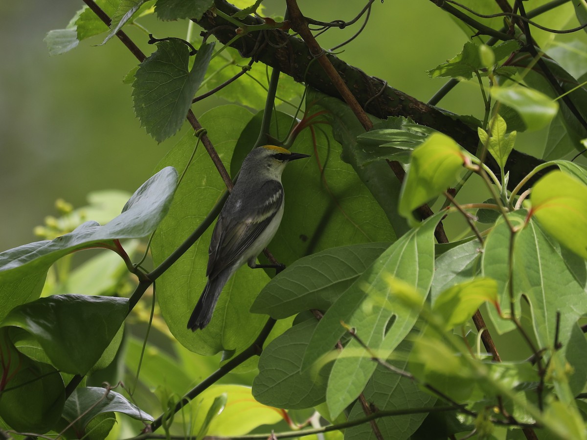 Brewster's Warbler (hybrid) - ML640311441