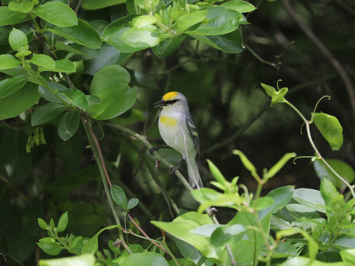 Brewster's Warbler (hybrid) - ML640311442