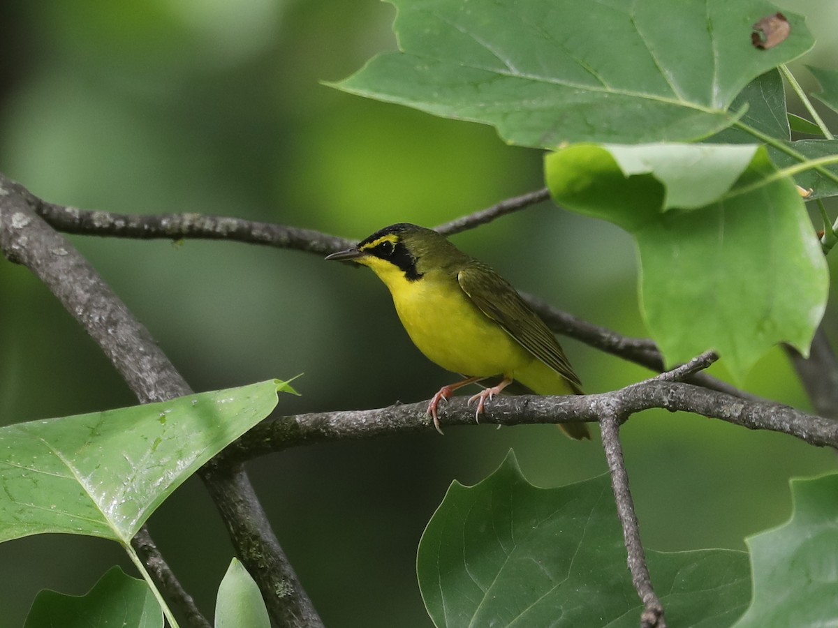 Kentucky Warbler - ML640311444