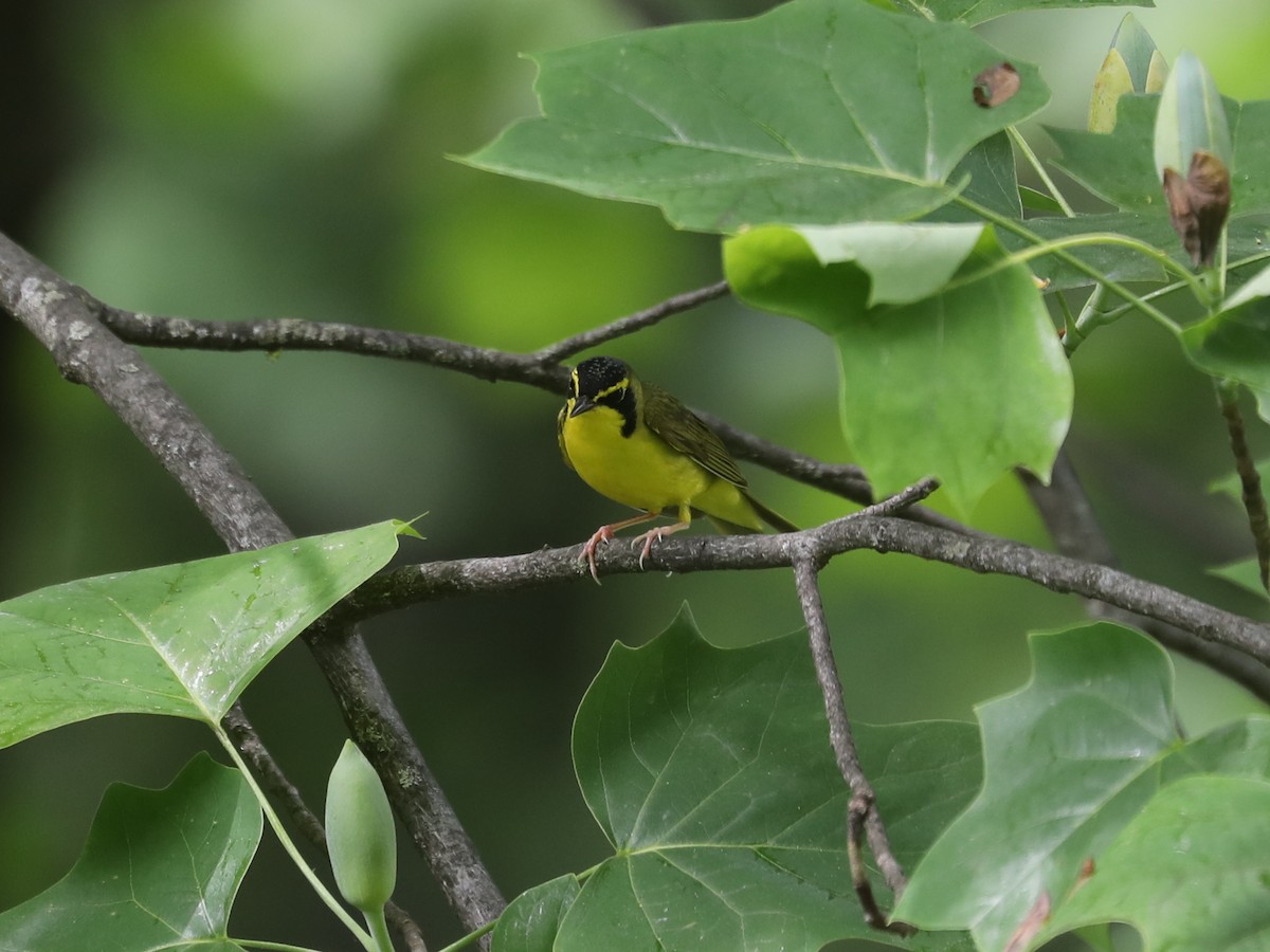 Kentucky Warbler - ML640311445