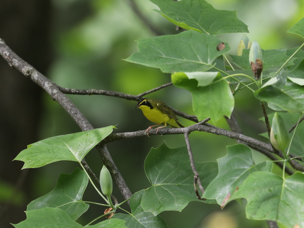 Kentucky Warbler - ML640311446