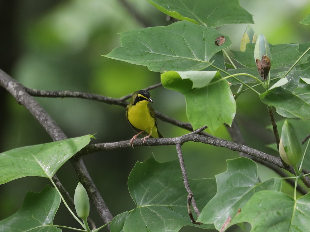 Kentucky Warbler - ML640311447