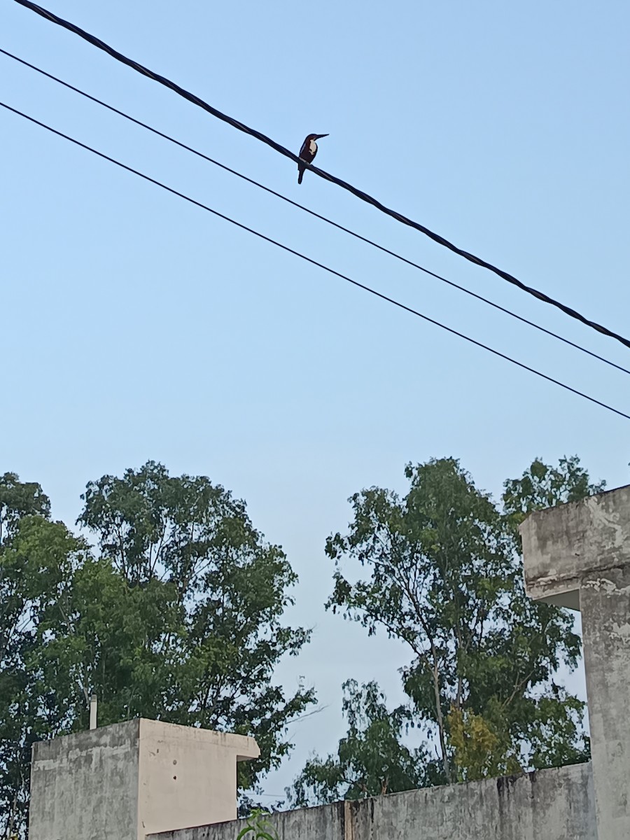 White-throated Kingfisher - ML640311483