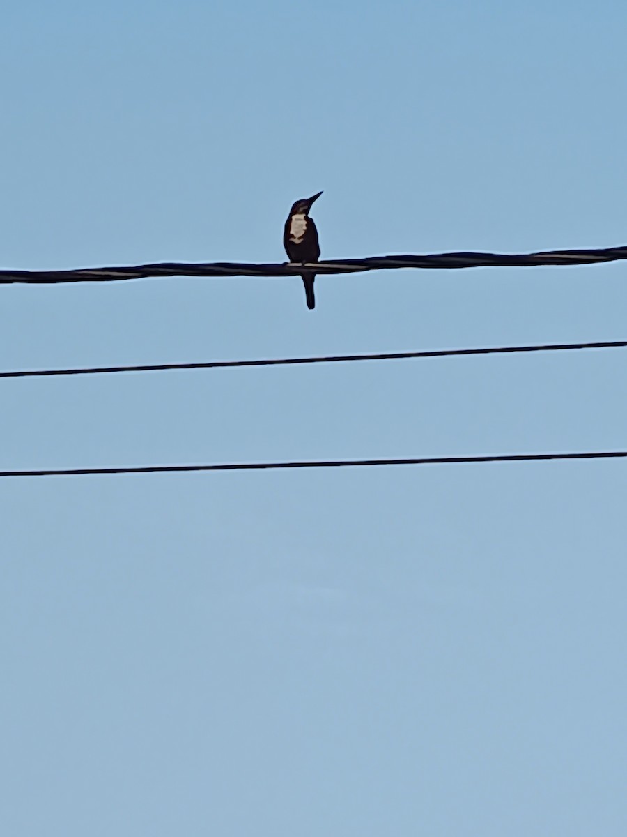 White-throated Kingfisher - ML640311484