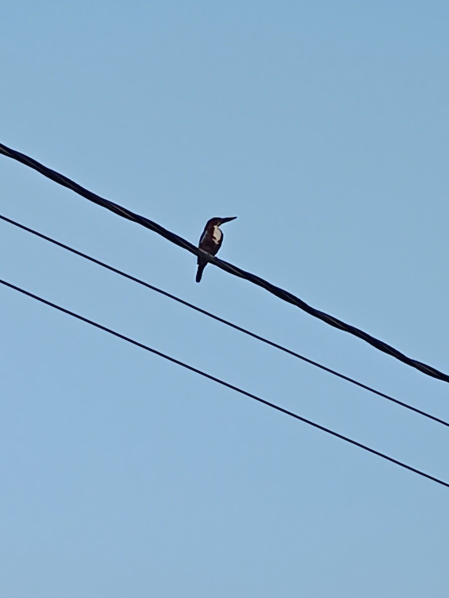 White-throated Kingfisher - ML640311485
