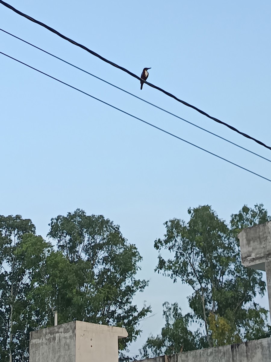 White-throated Kingfisher - ML640311486