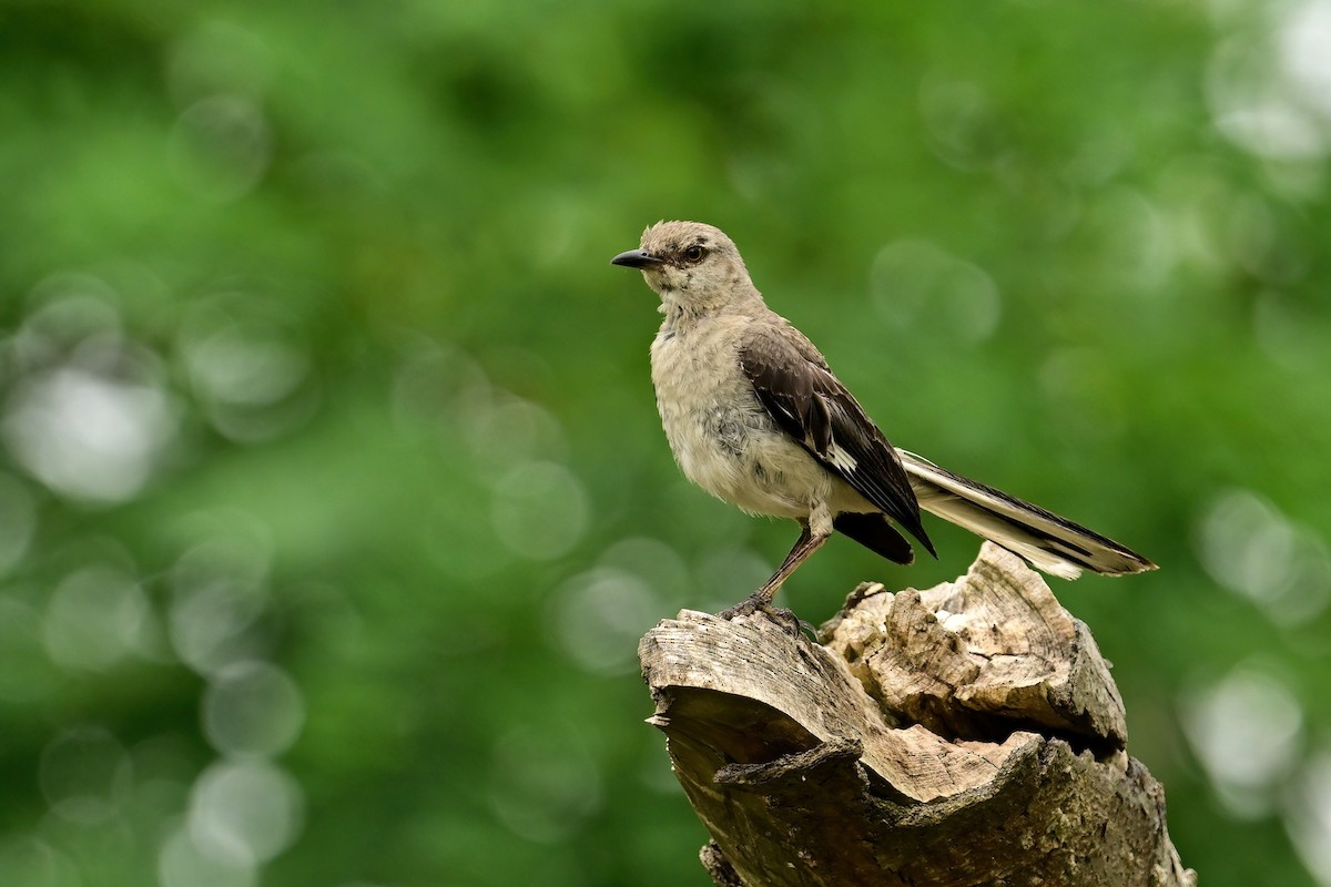 Northern Mockingbird - ML640311499