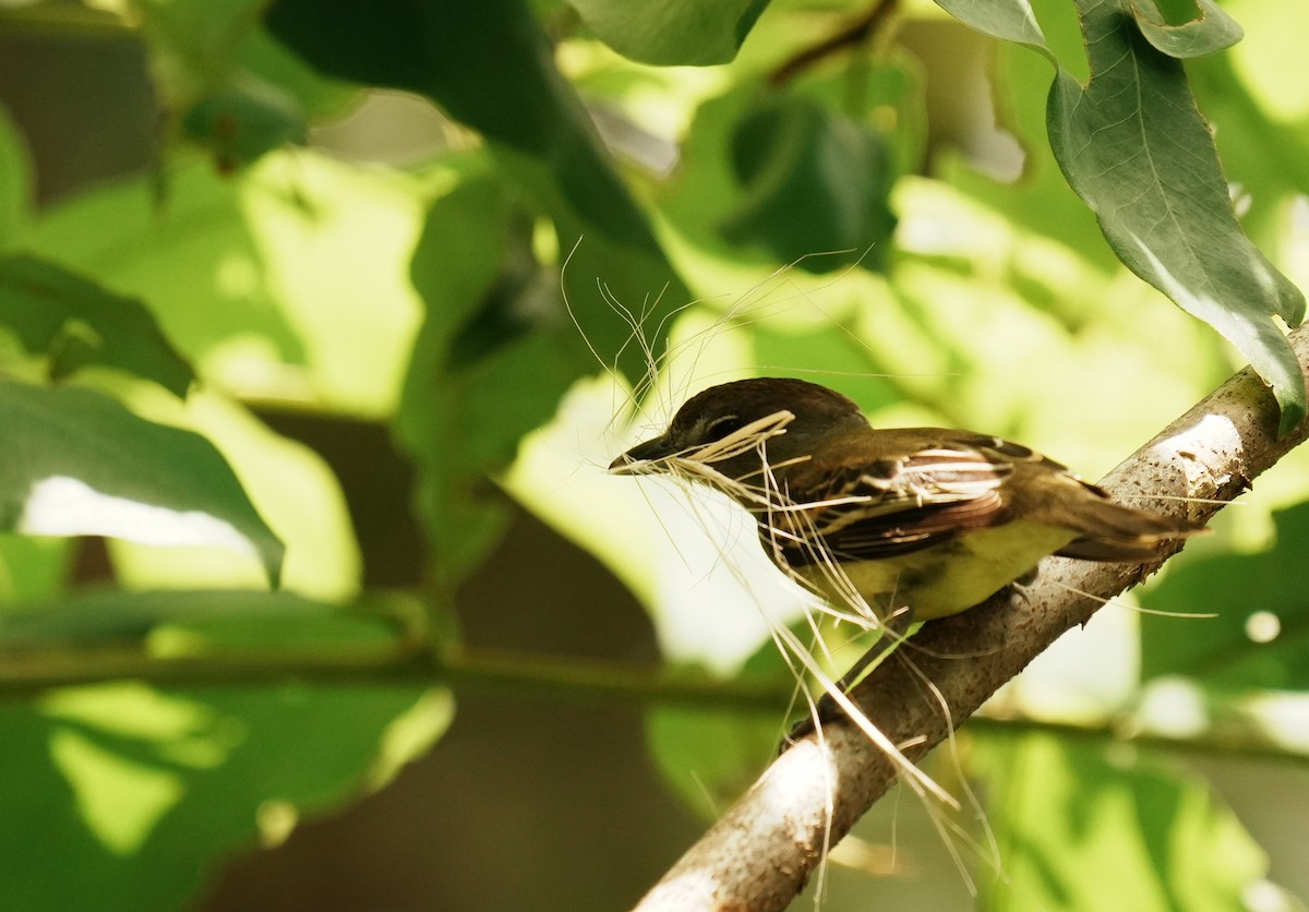 White-winged Becard - ML640311505
