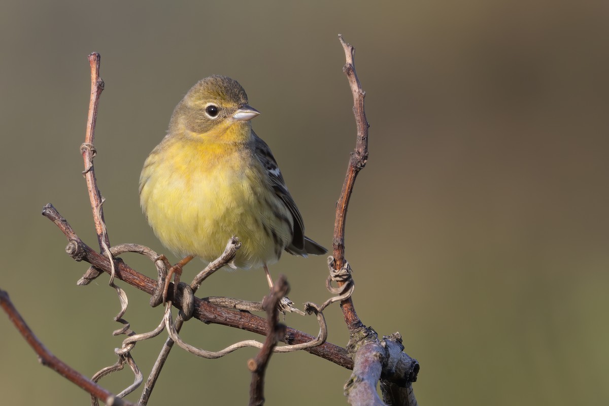 Yellow Bunting - ML640311596