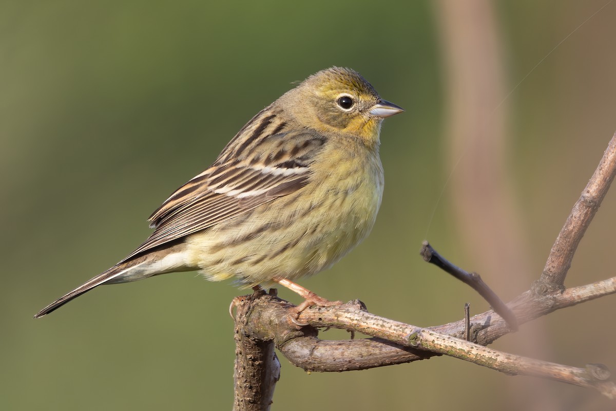 Yellow Bunting - ML640311599