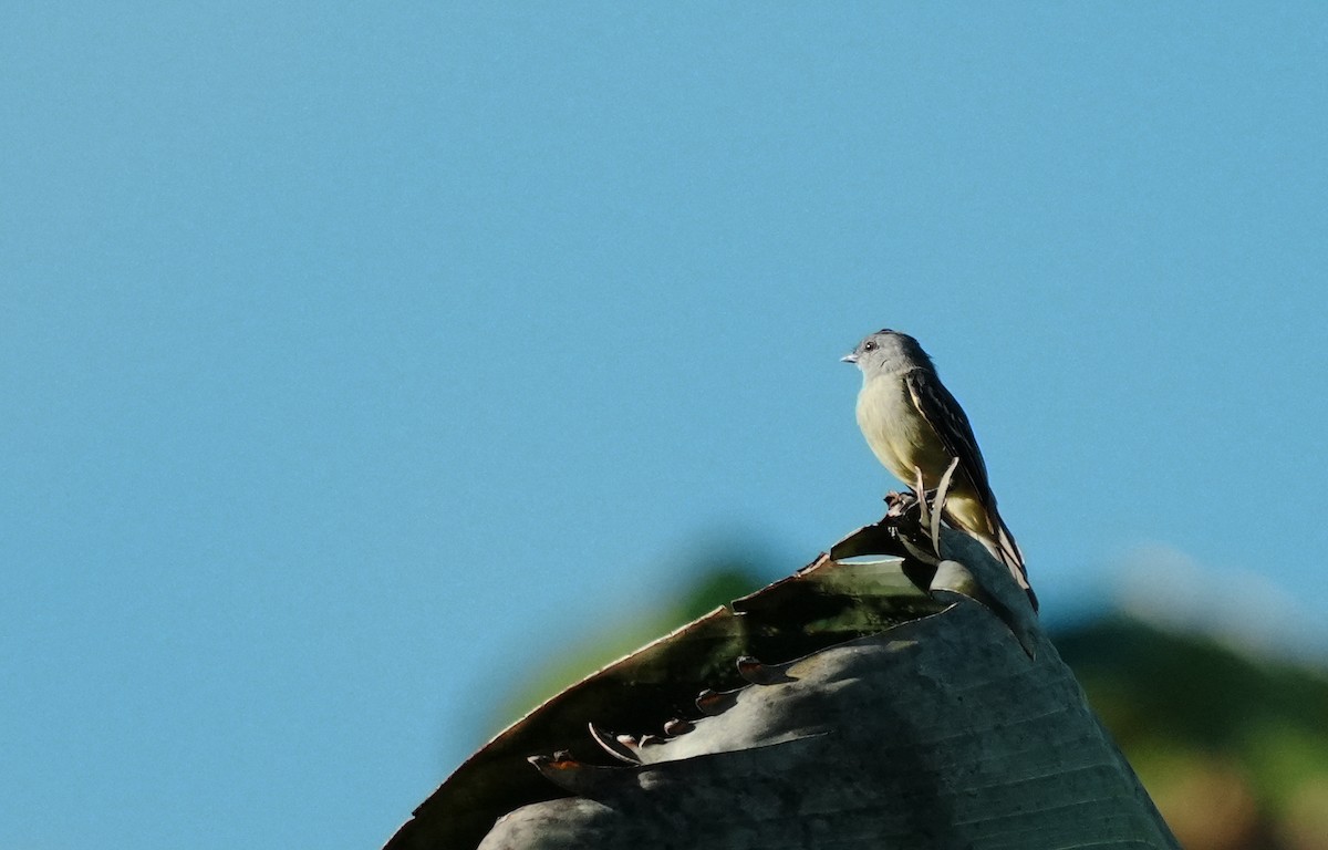 Yellow-crowned Tyrannulet - ML640311615