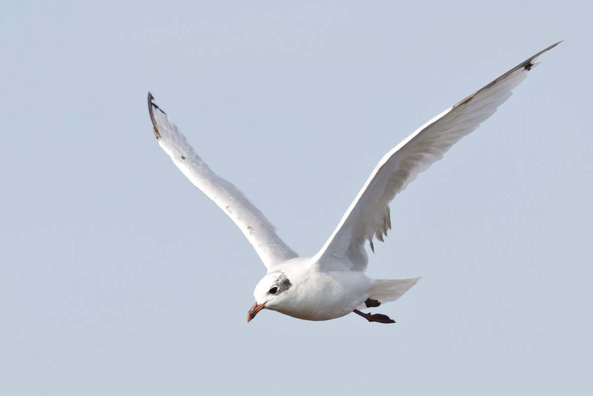 Mediterranean Gull - ML640311632