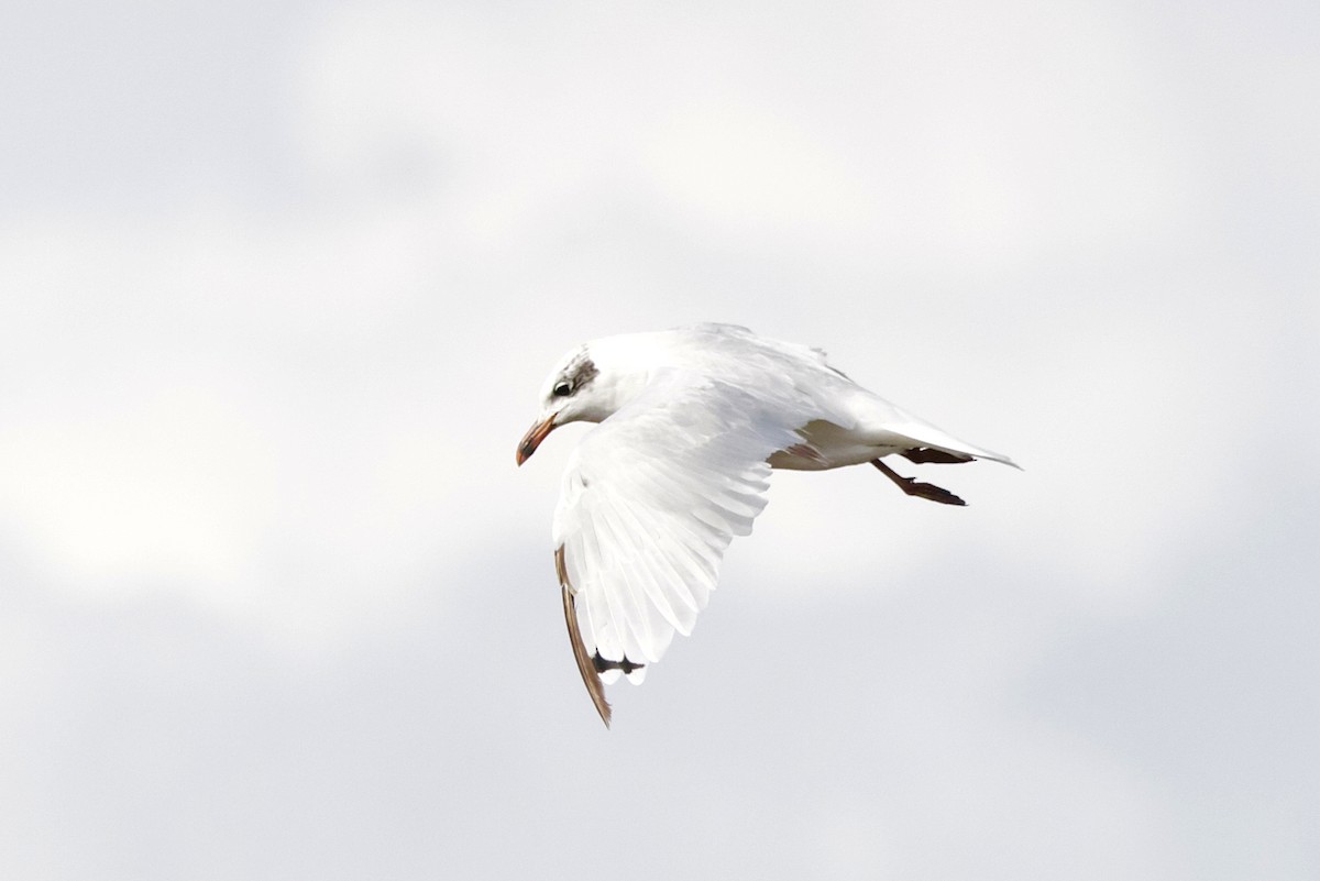 Mediterranean Gull - ML640311635